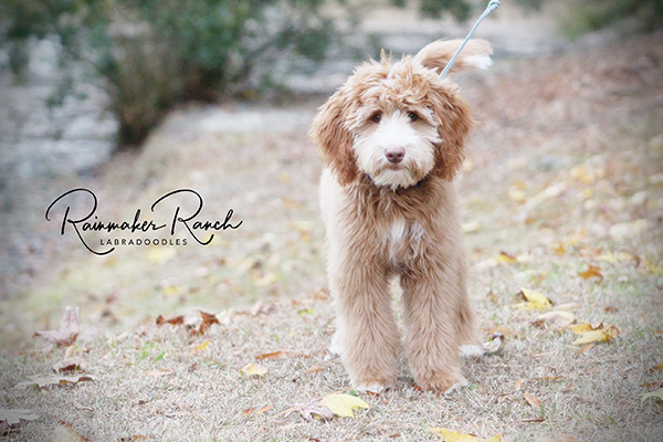 Mini Labradoodle