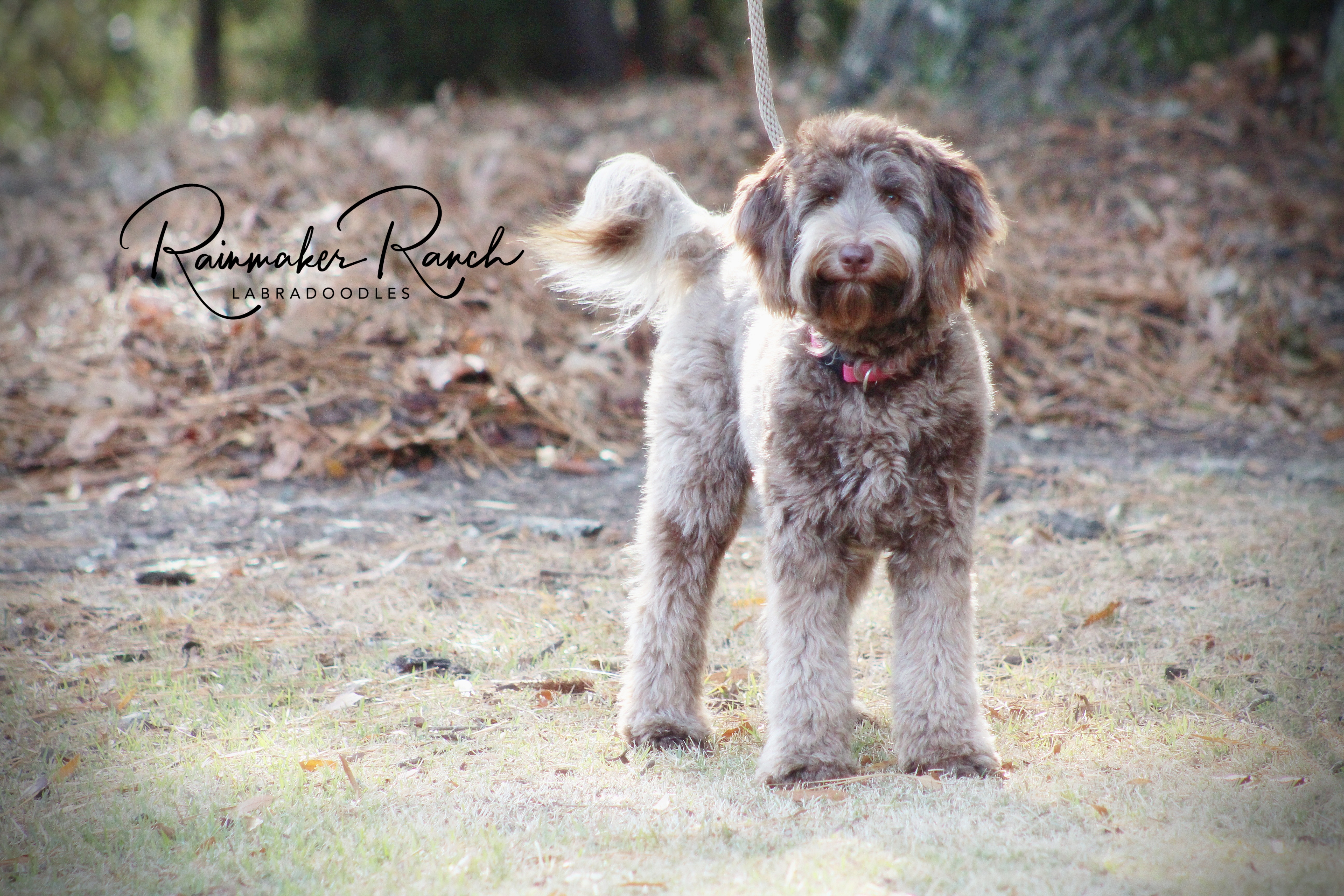 Australian Labradoodle Florida