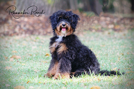 Labradoodle Phantom