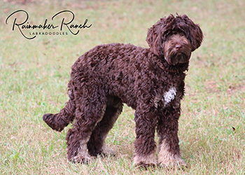Phantom Labradoodle