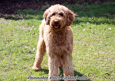 Apricot Labradoodle