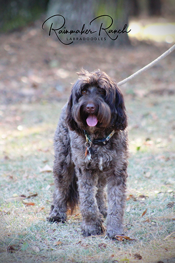 Australian Labradoodles