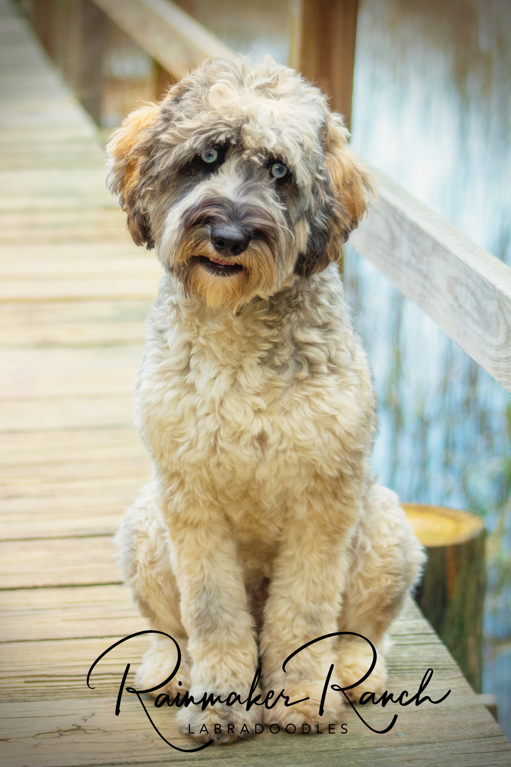 Merle Labradoodle