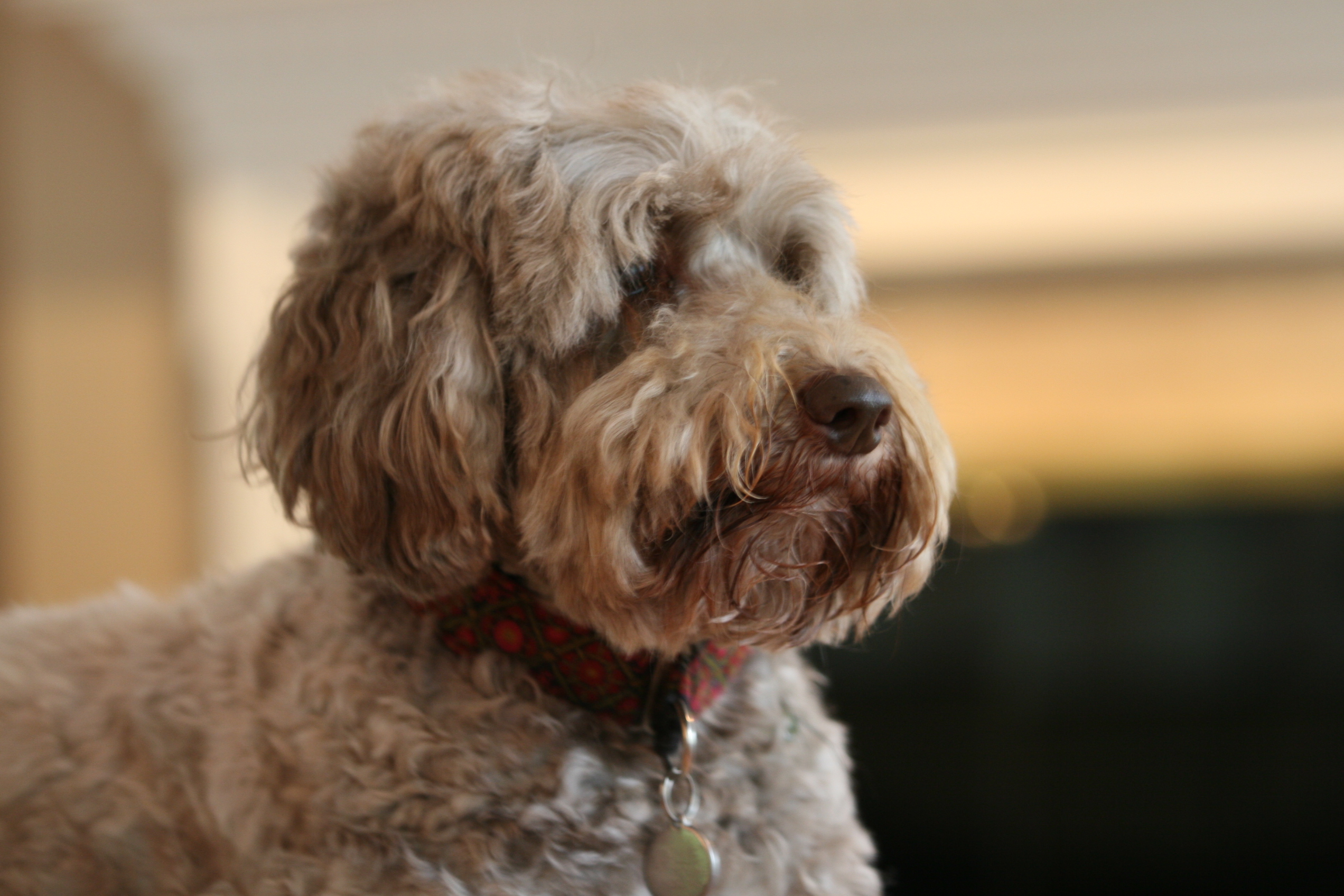 How to groom a Labradoodle Labradoodle Haircut