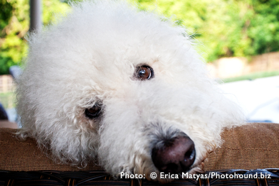 f1b Labradoodle, non shedding dog