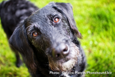 flat haired labradoodle