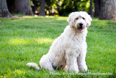 Fleece Coat Labradoodle