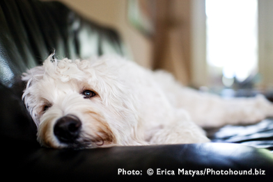 labradoodle puppy FL