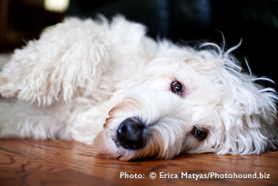 Training your Labradoodle