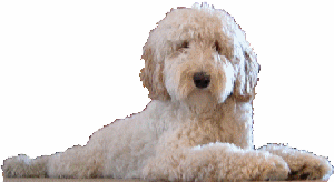 Great Labradoodle Hair Cut