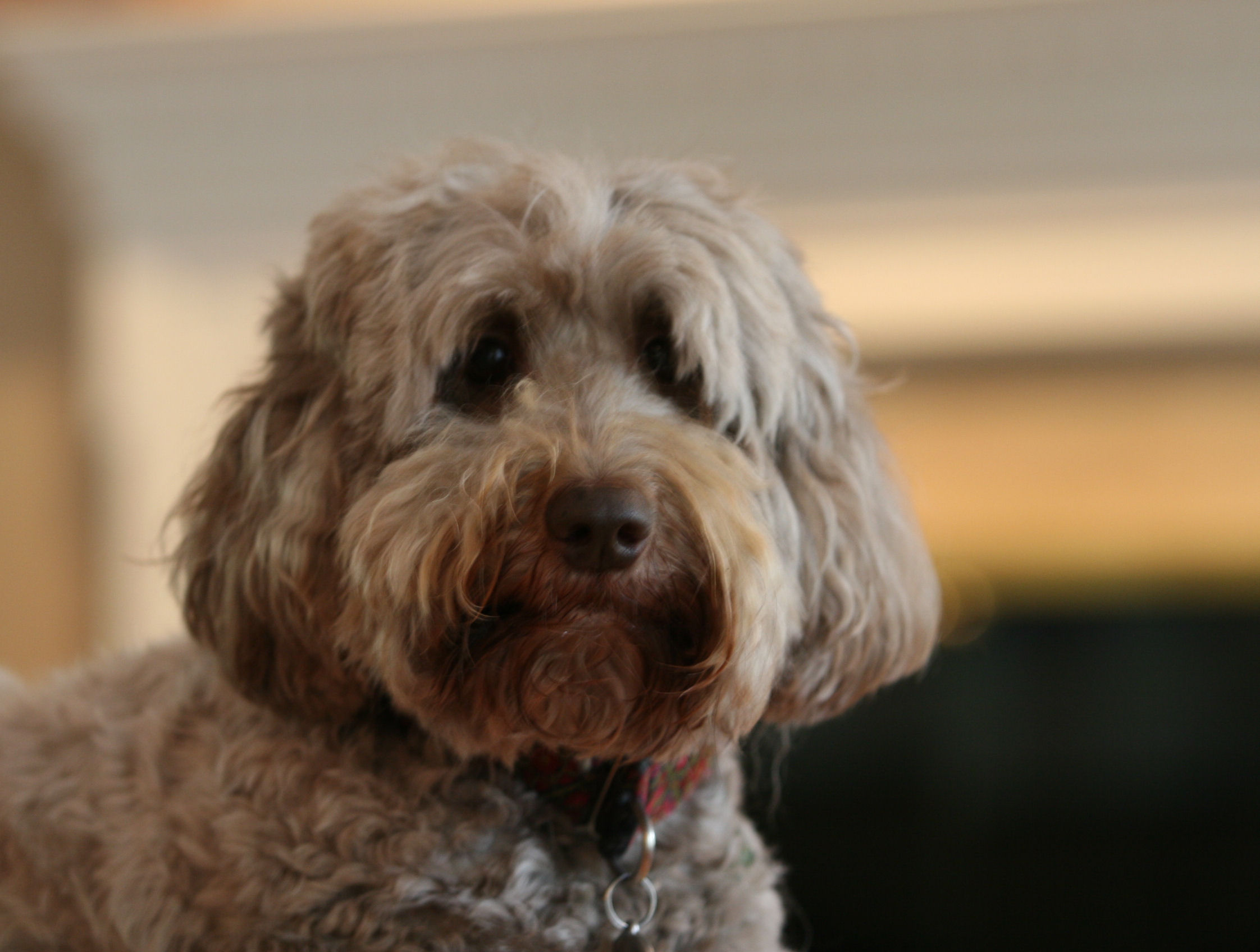 Groom a Labradoodle