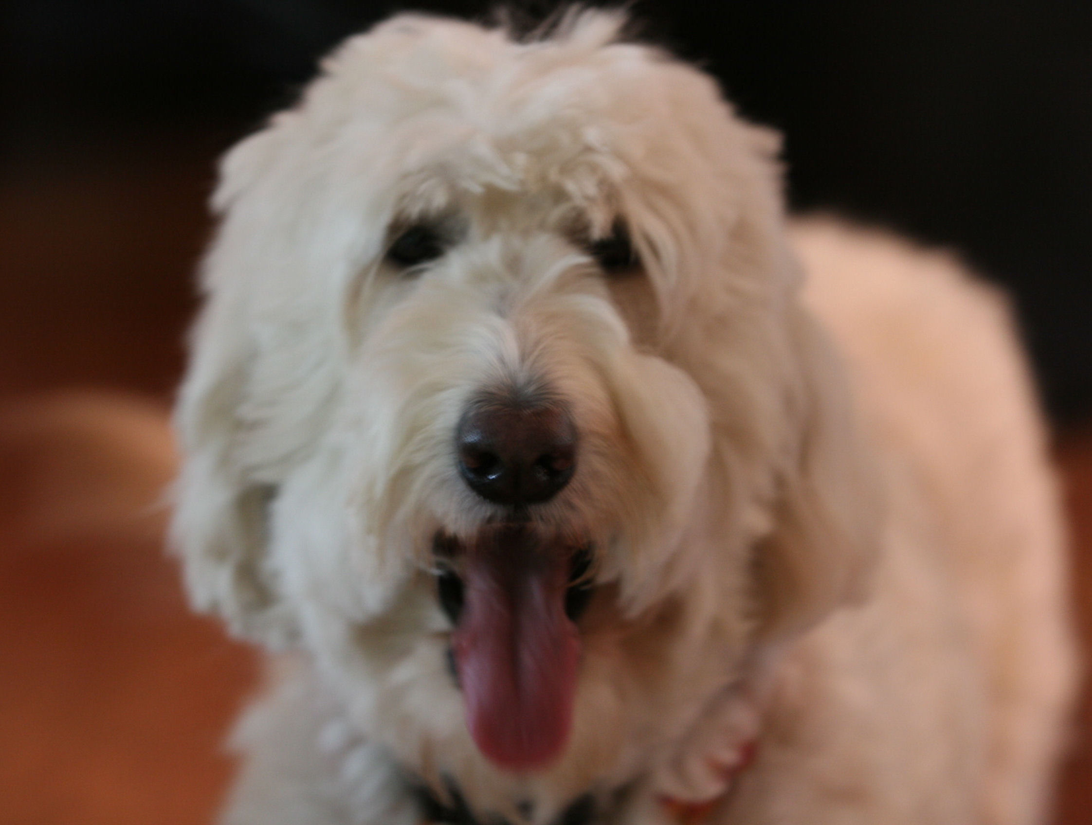 Grooming Australian Labradoodle