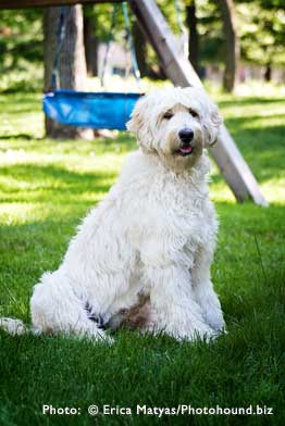 Labradoodle breeder