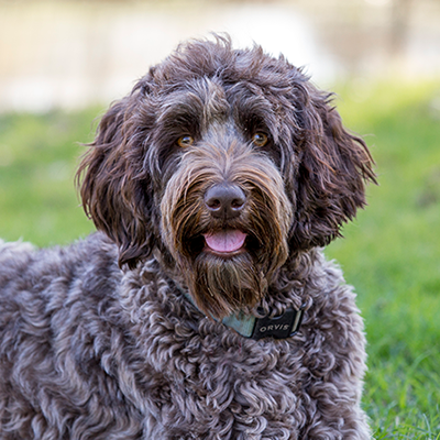 medium chocolate labradoodle