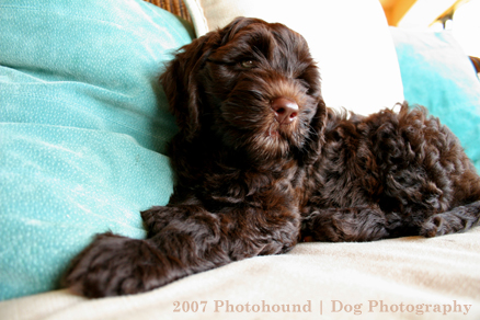 Chocolate Labradoodle Puppy