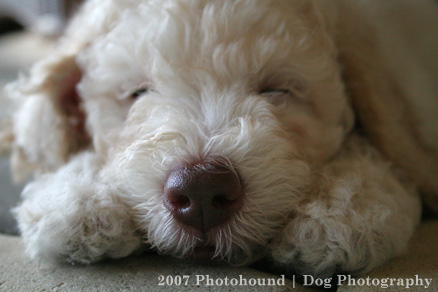 Australian Labradoodle Breeder