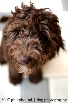 chocolate and white parti labradoodle