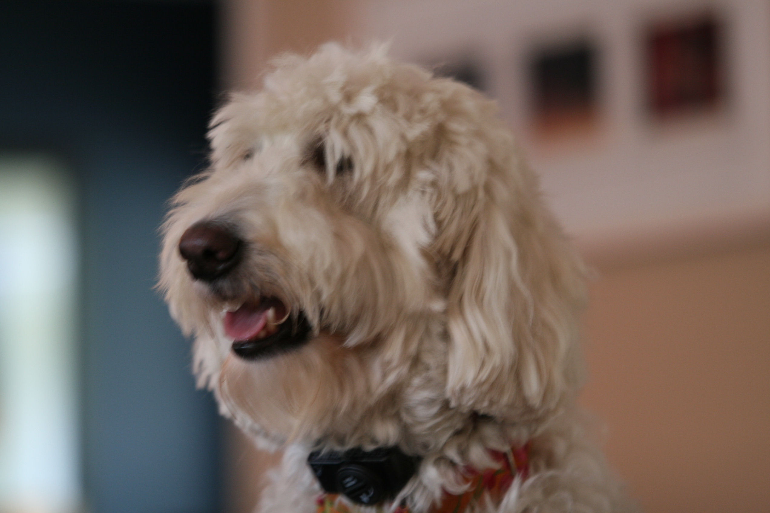 how to groom a labradoodle