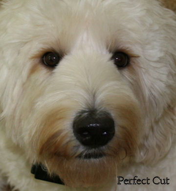 Labradoodle Haircuts