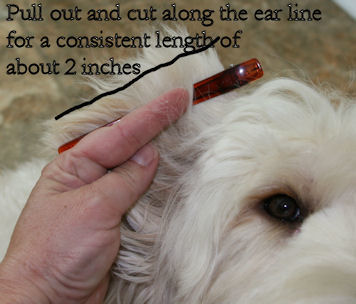 Labradoodle Grooming 