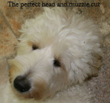 Perfect Labradoodle haircut