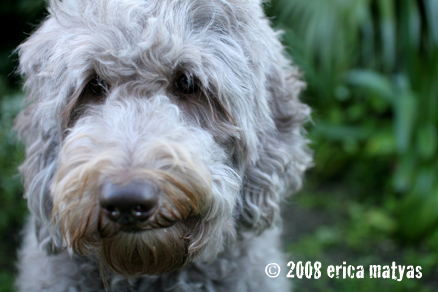 Parchment Labradoodle