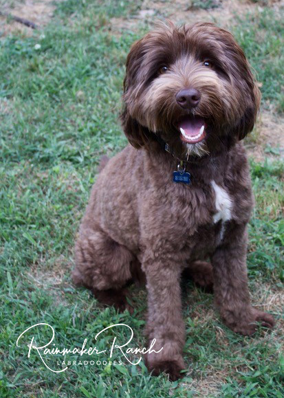 Chocolate Labradoodle Stud