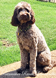 chocolate labradoodle