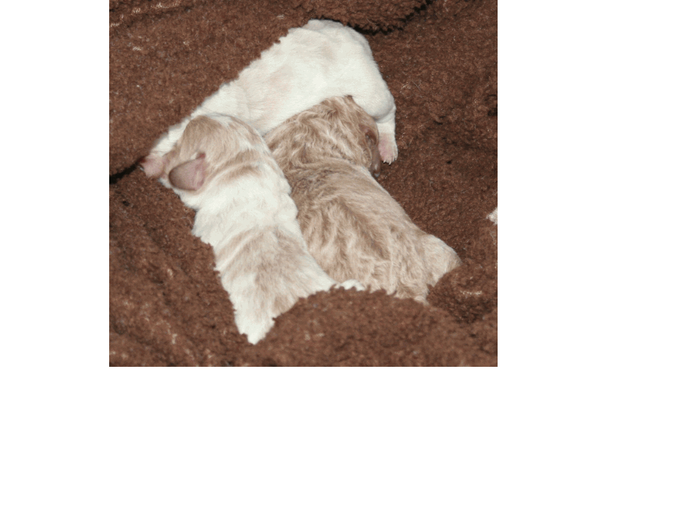 Mini Labradoodle Puppies of Andie and Triton