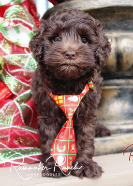 Labradoodle Puppies Rainmaker Ranch