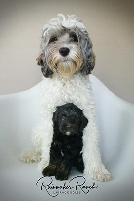 Georgia Labradoodle Puppy