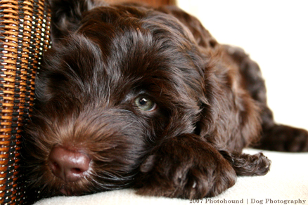 http://www.labradoodle-breeder.com/labradoodle/LabradoodlePuppyChocolate.jpg