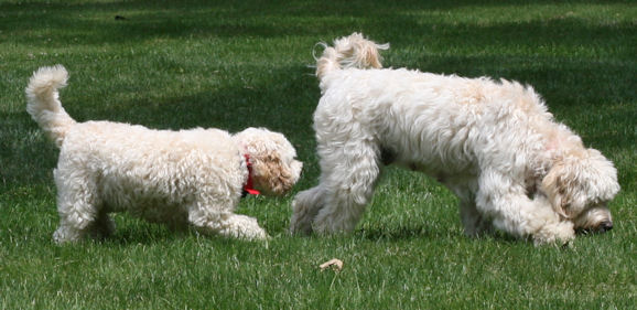 how big is a labradoodle