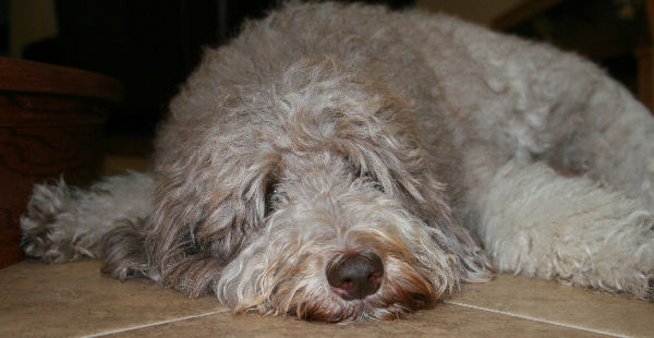 labradoodle allergies, are labradoodles hypoallergenic