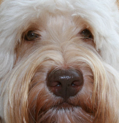 Rainmaker Ranch Labradoodle, Australian Labradoodle