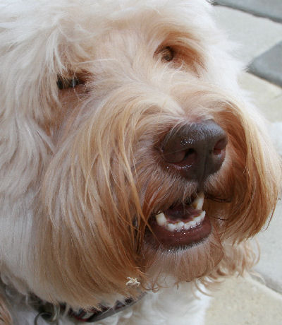 Tegan Park Casper, 
Australian Labradoodle Stud