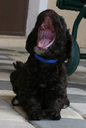 Kids and Labradoodles