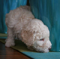 labradoodle breed standard