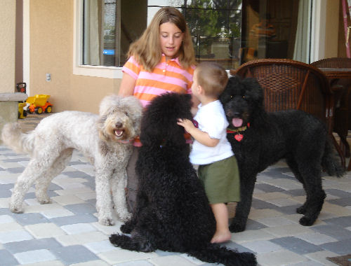 labradoodle with kids