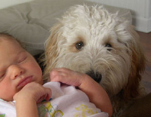 labradoodle with kids