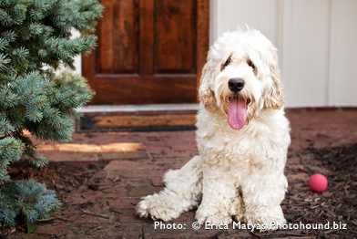 Australian Labradoodle