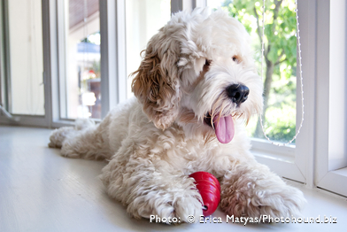 Cream Labradoodle