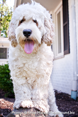 Male or Female Labradoodle