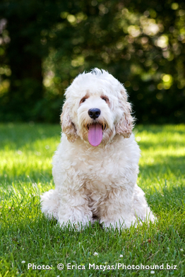 Labradoodle Care