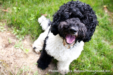 Parti Labradoodle