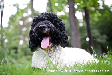 Parti Labradoodle