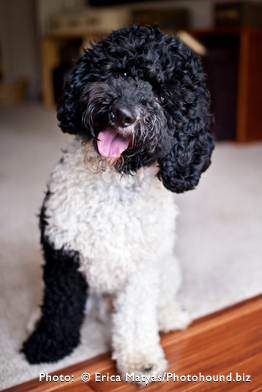 labradoodle puppy SC