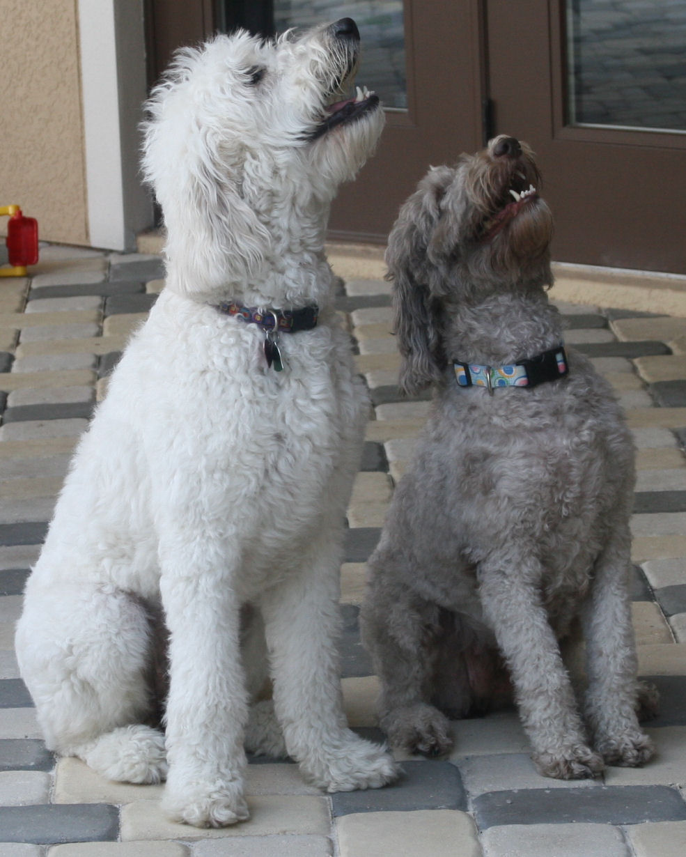 Mini Labradoodle