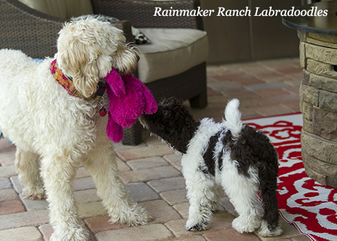 Labradoodle