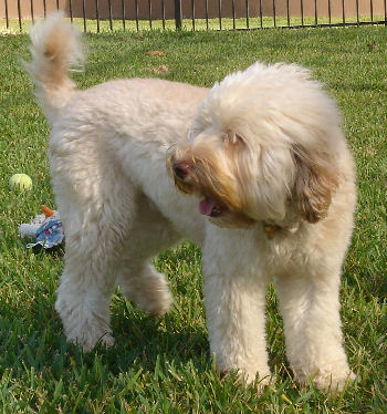 Tegan Park Casper, Australian Labradoodle